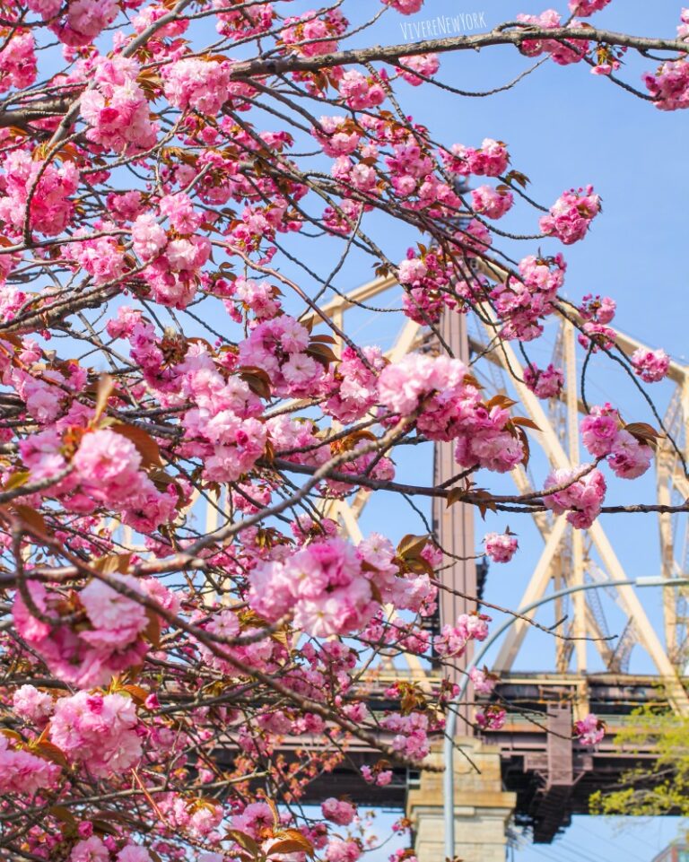 Insider Guide to the best Cherry Blossom spots in NYC