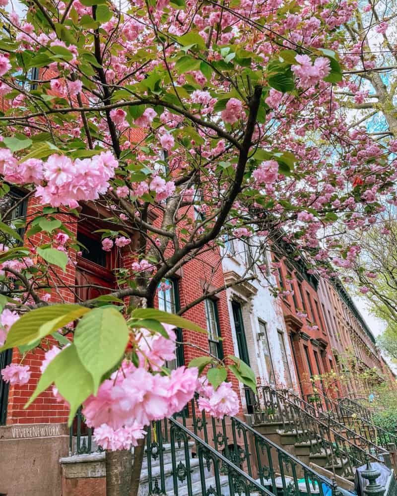 Pink cherry blossom tree in full bloom in front of red brick brownstones on Dean Street in Boerum Hill, Brooklyn NYC spring - VivereNewYork