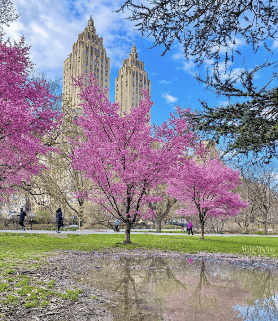 Pink Okame cherry blossom trees in full bloom near the Reservoir in Central Park NYC, with the San Remo building reflected in the water - VivereNewYork