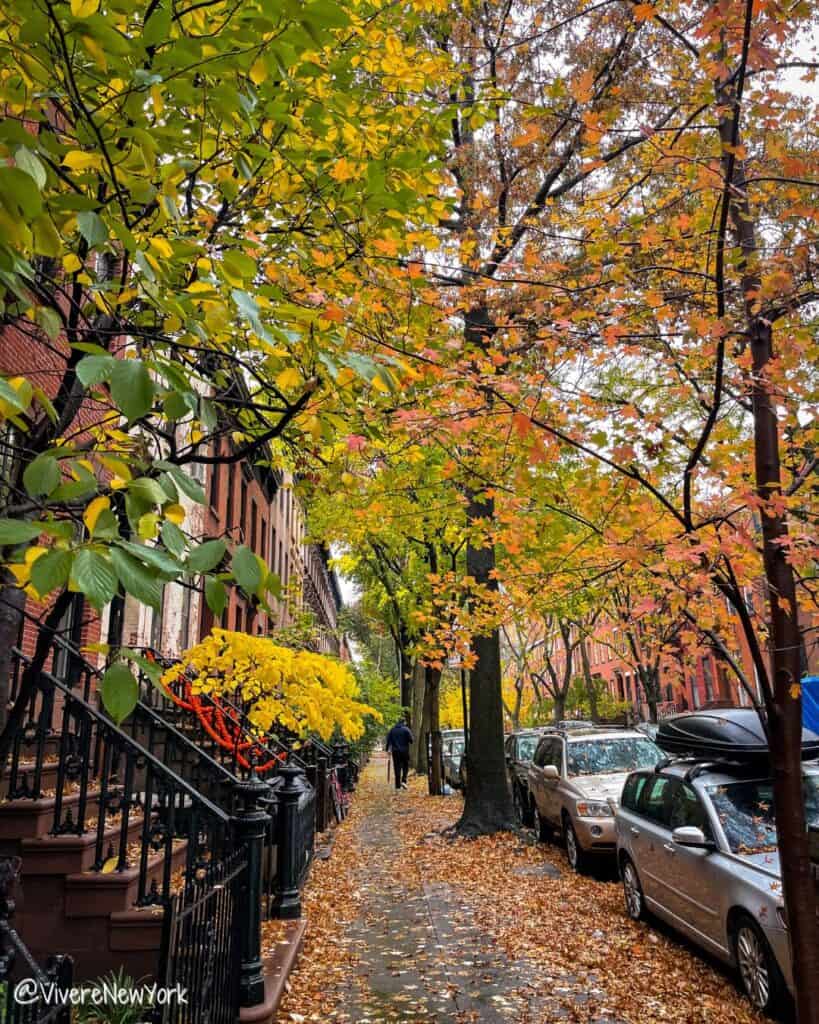 Boerum Hill Brooklyn brownstones fall foliage autumn NYC neighborhood October