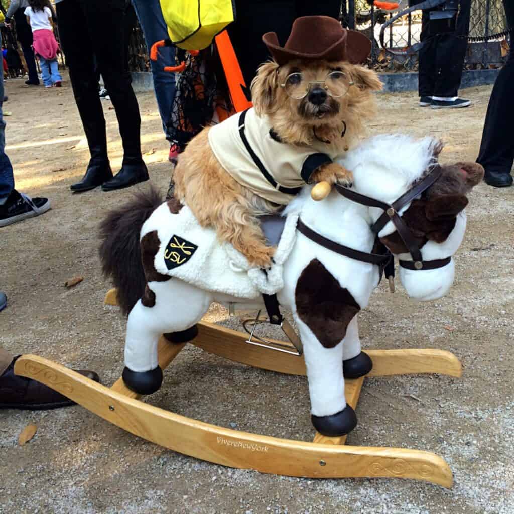 Dog in cowboy costume on rocking horse Tompkins Square Park Halloween Dog Parade NYC