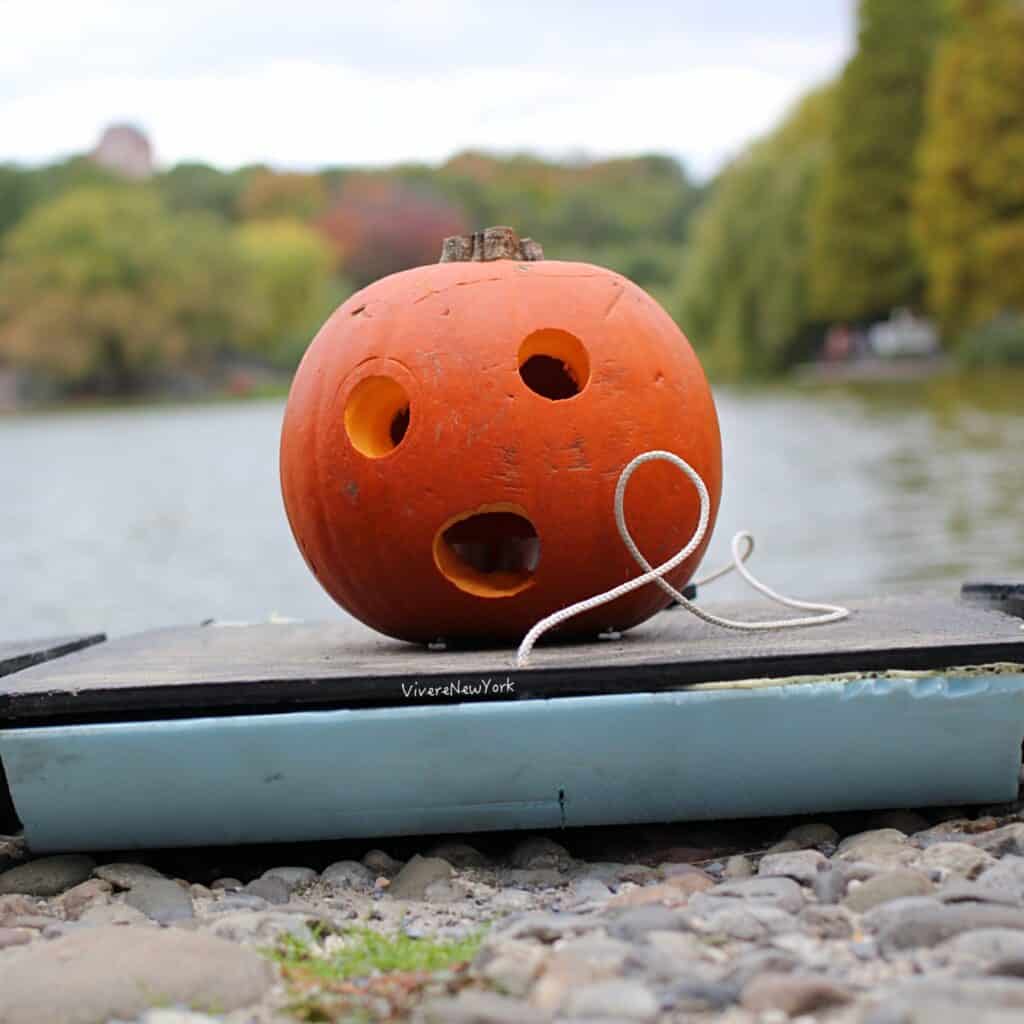 Carved jack-o-lantern ready to float Harlem Meer Central Park NYC Pumpkin Flotilla Halloween
