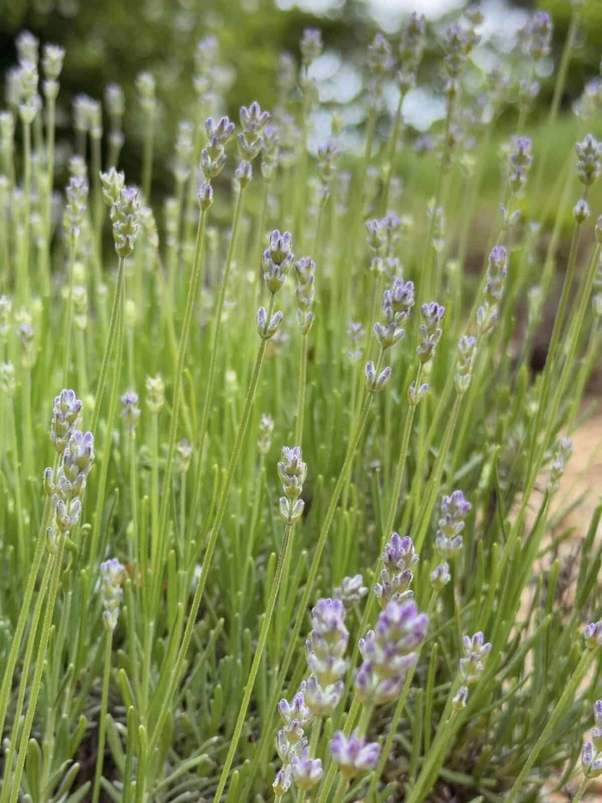 A beautiful macro, shallow depth-of-field close-up shot of fresh purple lavender buds beginning to bloom on bright green stems at the Cape Cod Lavender Farm in Harwich, with a soft, sun-dappled green background