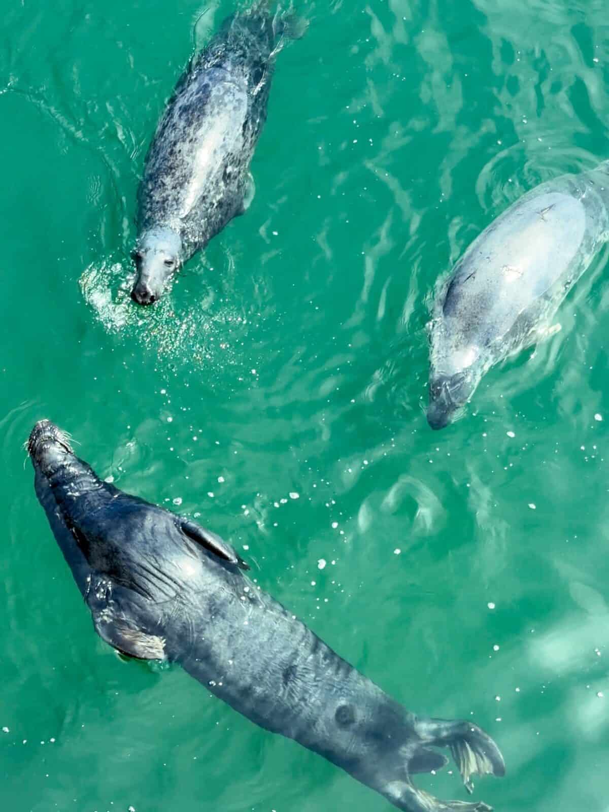 A top-down view looking directly into crystal-clear turquoise ocean water at three wild gray seals swimming gracefully and poking their heads above the surface near Chatham Pier.